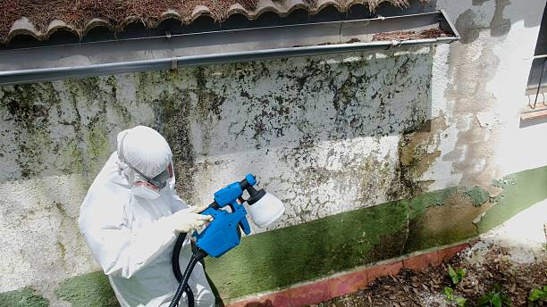 Trusted Bathroom Mold Removal service in Dimondale, MI - Cheap Mold Removal